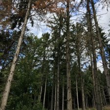 Sprichwörter zu Wald, Holz und Konsorten