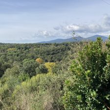 Waldbrände in Europa: In der Not vereint