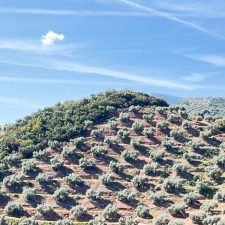 Dossier Oliven: Das dunkle Geheimnis des Olivenöls