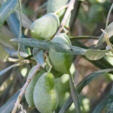 Dossier Oliven: Tausendsassa Olivenöl