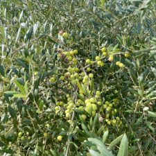 Dossier Oliven: Patenschaft Olivenbaum