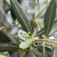 Dossier Oliven: Olivenöl Tasting in Lleida